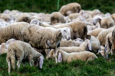 A flock of sheep Stock Photos