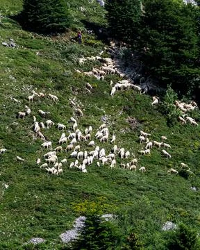 A flock of sheep 库存照片