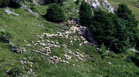 A flock of sheep Foto stock