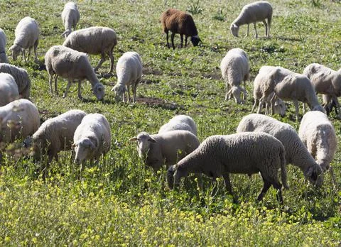 Flock of sheep. Stock Photos
