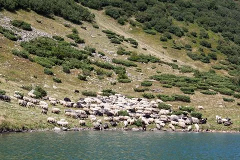 A flock of sheep. Stock Photos