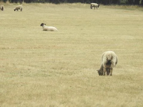 Flock of sheep Stock Photos