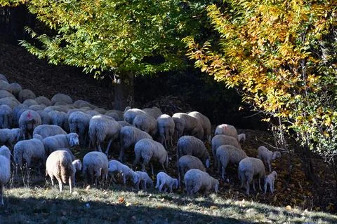 A flock of sheep. Stock Photos