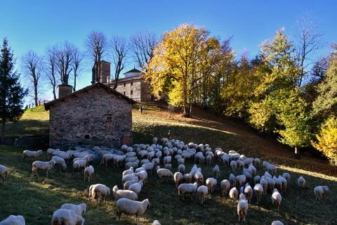 A flock of sheep. Stock Photos