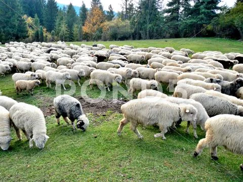 Flock of sheep in the pieniny Stock Photos