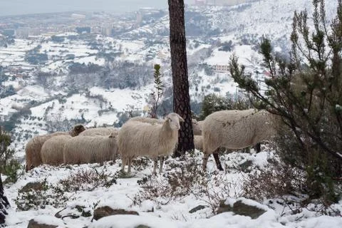 Flock of  sheep in a pine forest in snowy day Stock Photos
