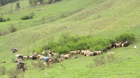 A flock Sheep pressing their head into the foliage to get warmth Stock Footage 71312039