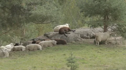 Flock of sheep relaxing on rock Vídeo Stock 11963193