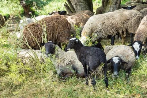 A flock of sheep at rest in the shade Stock Photos