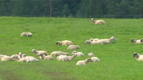 Flock of Sheep Resting on Green Pasture Video stock 344660166