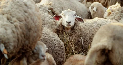 A flock of sheep is resting in a meadow, one sheep is chewing grass and looking 库存影片 158063476