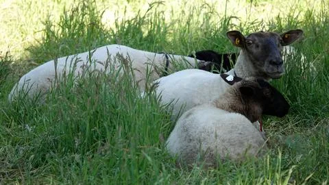 A flock of sheep resting Stock Photos