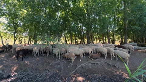 Flock of Sheep Resting in the Shade of Dense Forest Trees Stock Footage 340616039