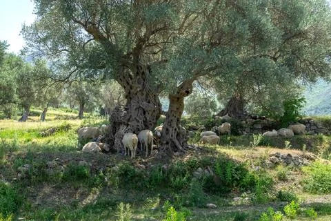Flock of sheep resting in the shade of a massive ancient olive tree in rural  Stock-Fotos