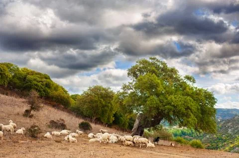 Flock of sheep resting under a large oak tree Stock Photos