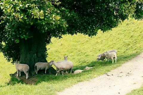 Flock Sheep Resting Under Large Green Tree Foto stock