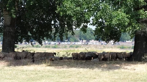 Flock of Sheep Resting Under Shade of Large Trees | Pastoral Meadow Landsca.. Vídeo Stock 345277808