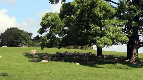A flock of sheep resting under trees in a meadow in springtime Stock Footage 63224905