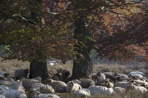 Flock of sheep rests in shadow of large beech tree Stock Photos