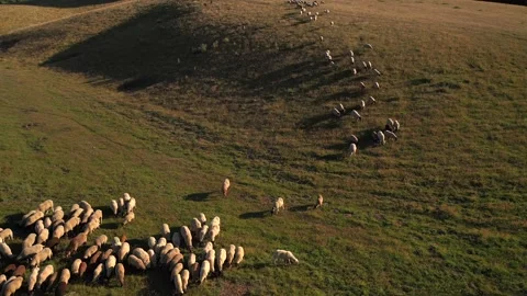 A flock of sheep return to their roost on meadows near Aaper forest Stock Footage 155849198