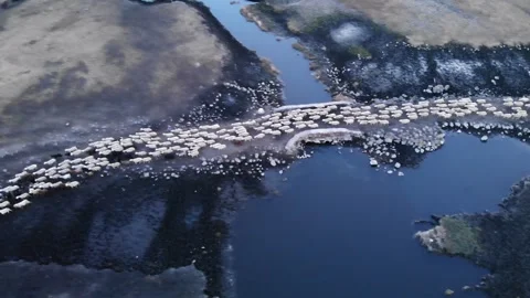 A flock of sheep returning from grazing Stock Footage 262080578