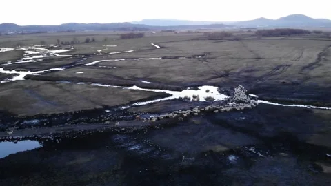 A flock of sheep returning from grazing Stock Footage 262080790