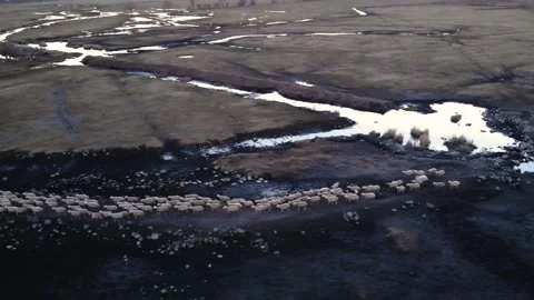 A flock of sheep returning from grazing 库存影片 262080881