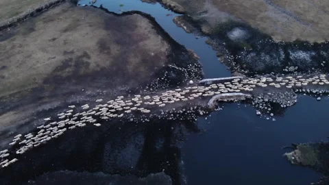 A flock of sheep returning from grazing Stock Footage 262081049