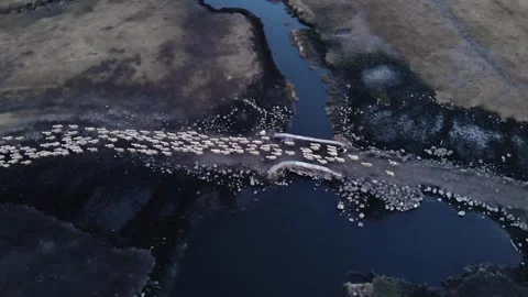A flock of sheep returning from grazing passes through the reeds Stock Footage 262081346