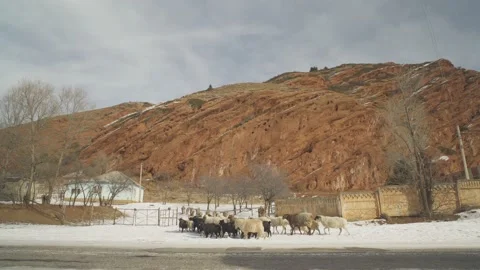 The flock of sheep is returning home. Terskey Ala-Too Mountains. Kyrgyzstan. 스톡 동영상 233597169