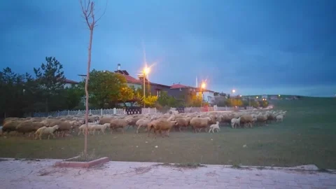 A flock of sheep returns to their stables in the evening Stock Footage 195664550