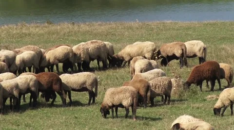 Flock of sheep by the river Stock-Footage 56515852