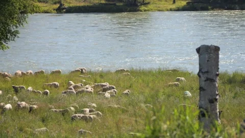 Flock of Sheep by the River 스톡 동영상 240645693