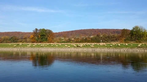 Flock of sheep on the riverside Stock Footage 56988364