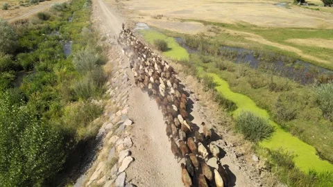 Flock of sheep on road Stock Footage 240764223