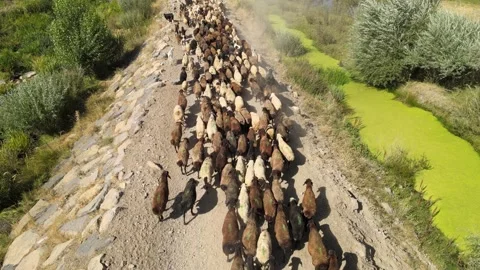 Flock of sheep on road Stock Footage 240764240