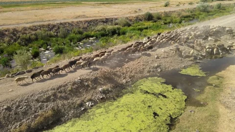 Flock of sheep on road Stock Footage 240764505