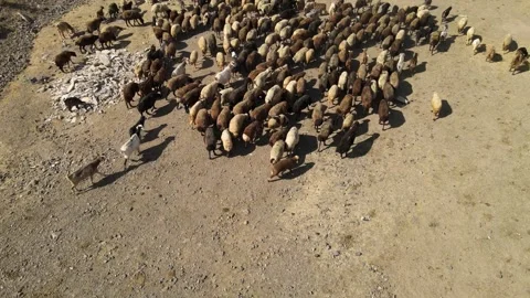 Flock of sheep on road Stock Footage 240764749