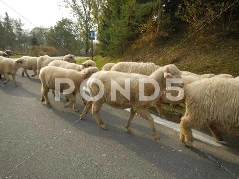 Flock of sheep on the road Stock Photos