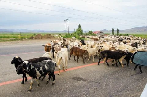 A flock of sheep on the road. Stock Photos
