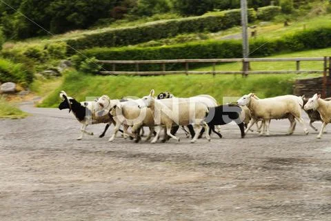 Flock of sheep on road, Ring Of Kerry, County Kerry, Republic of Ireland Stock Photos