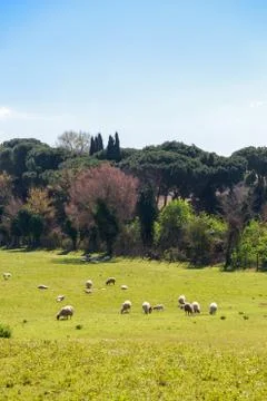 Flock of Sheep in Rome Foto stock