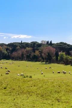 Flock of Sheep in Rome Stock Photos