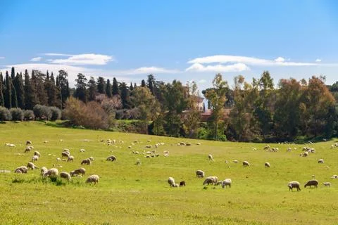 Flock of Sheep in Rome Stock Photos