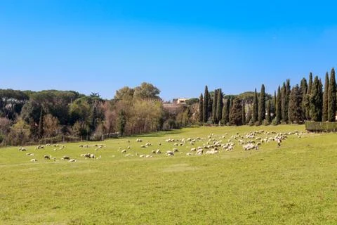 Flock of Sheep in Rome Stock Photos