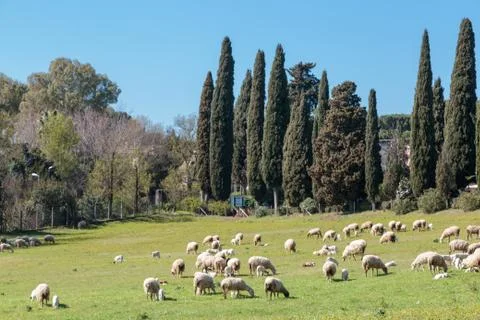 Flock of Sheep in Rome Stock Photos