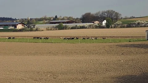 Flock of sheep run on green field in a distance on Swiss countryside Stock Footage 75211112