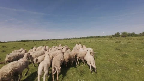 A flock of sheep running across a green meadow Video stock 335353682