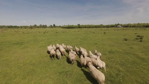 A flock of sheep running across a green meadow Stock Footage 335353690