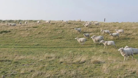 Flock of sheep running on coast Video stock 71565525